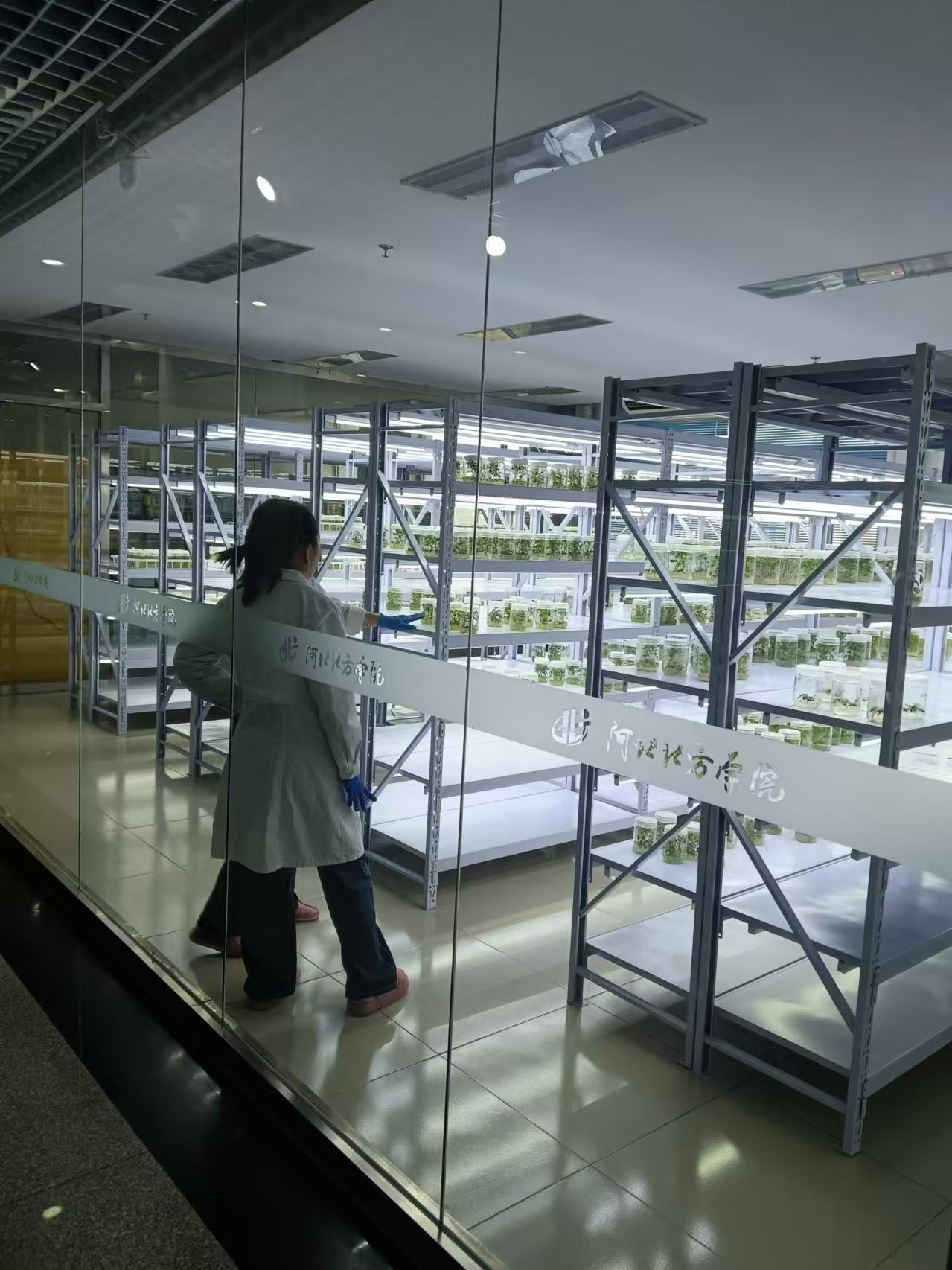 大兴植物组培室设计的基本布局有哪些？