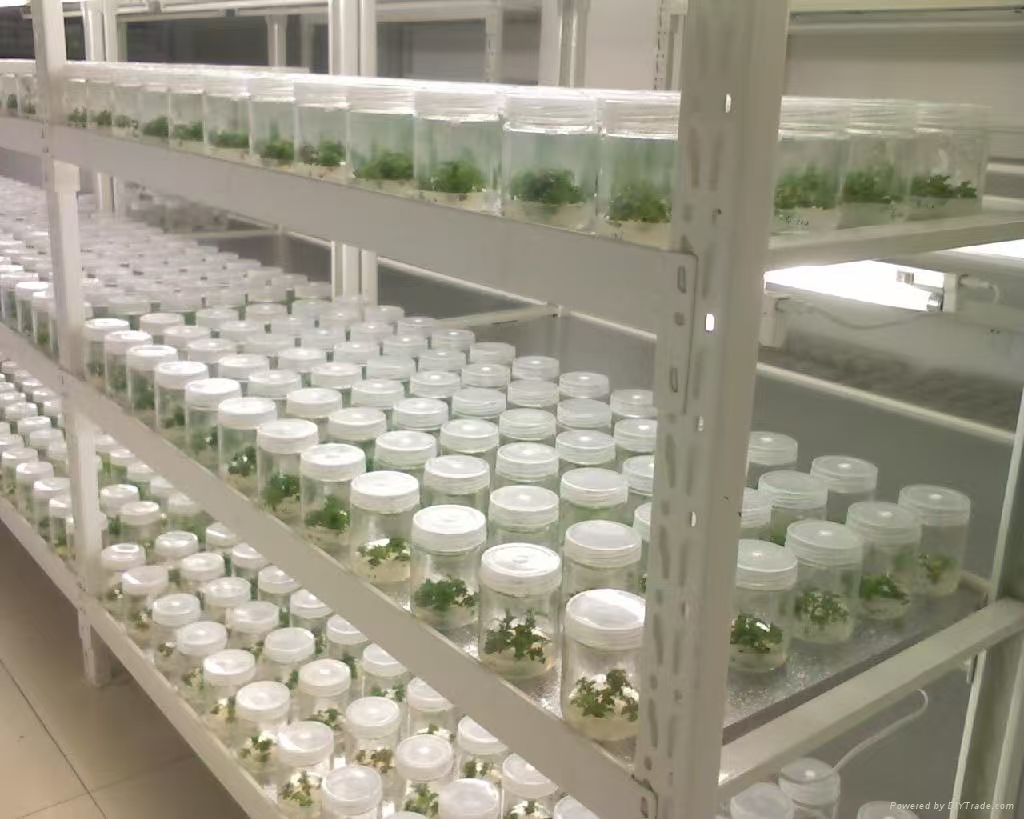 大兴组培实验室应该如何布局